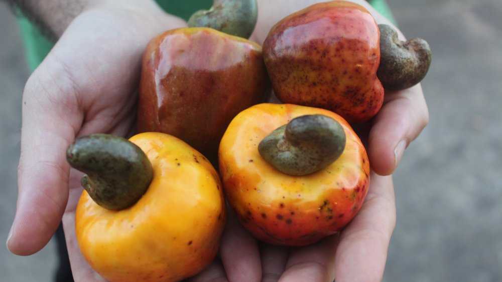 Cashewfrucht ohne Trennung von rohen Cashewnüssen - Kimmy Farm Vietnam