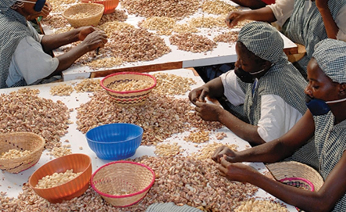 Sortierung von Cashewnüssen in der lokalen Cashew-Fabrik in Tansania