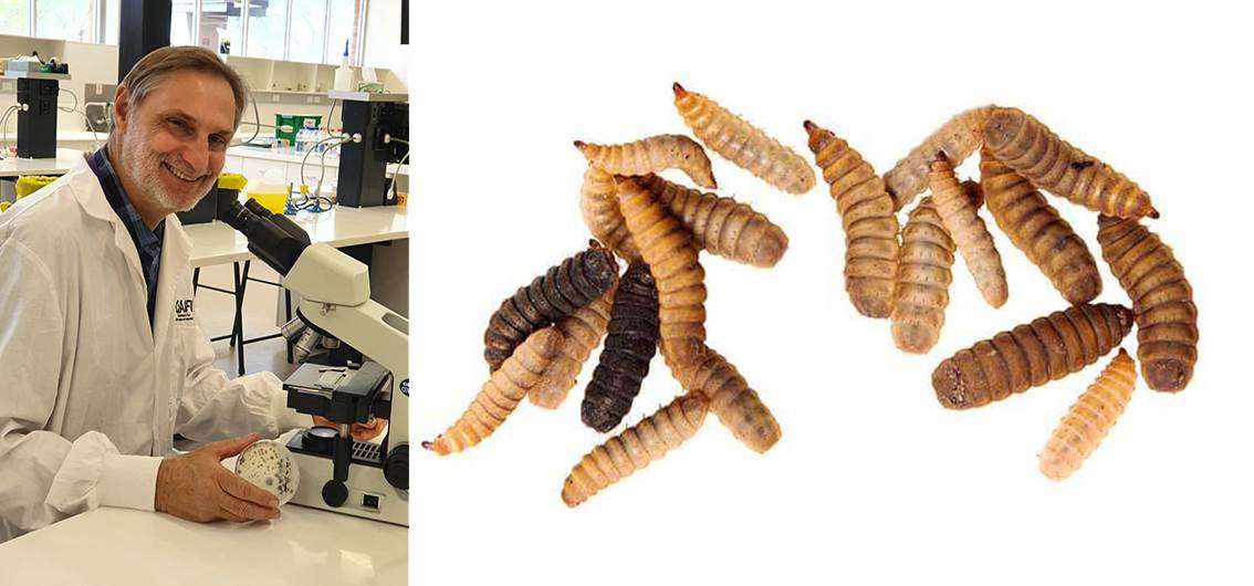 Professor Louw Hoffman, from the University of Queensland in Australia, said: "Currently, the larvae come from the black soldier fly, which is already widely used for animal feed, and in the future, BSFL could also be eaten by Ours. This is a high-quality protein that could also be used as food for humans in the near future. It's entirely possible."