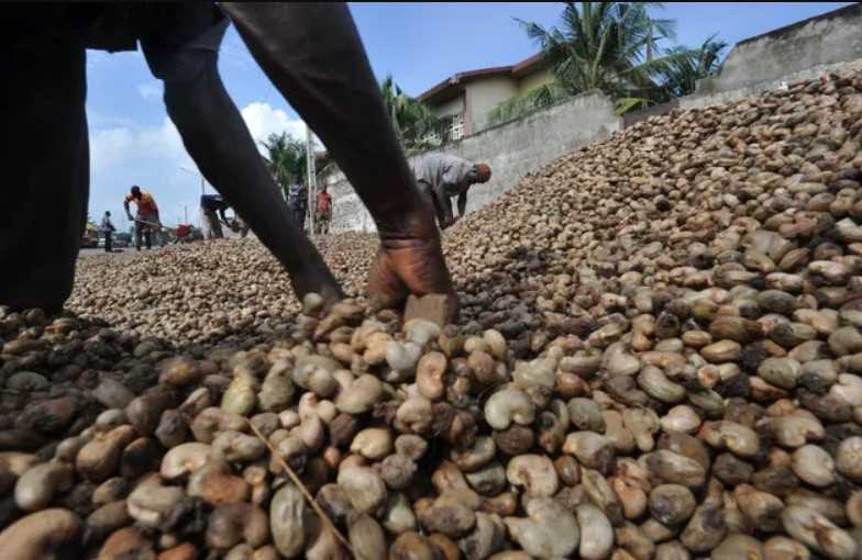 Die Regierung der Elfenbeinküste will jedes Jahr 50 % der 1 Million Tonnen Cashewnüsse des Landes verarbeite