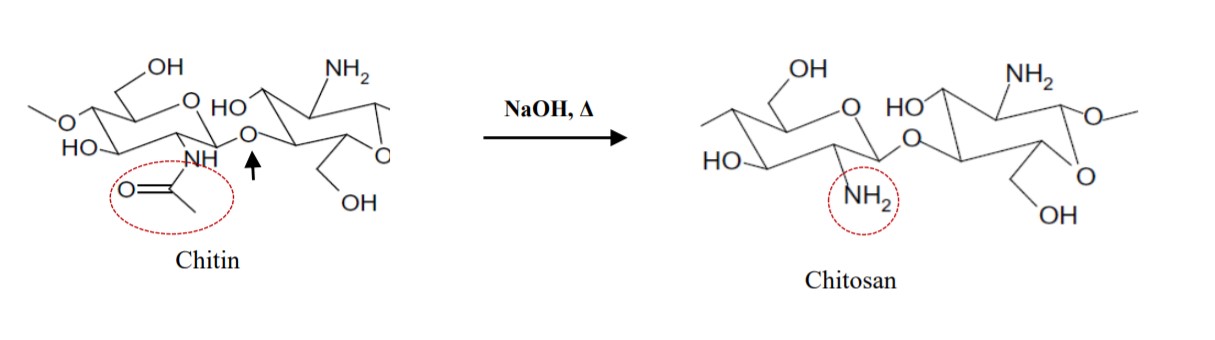 Illustration Verfahren zur Deacetylierung von Chitin in NaOH bei hoher Temperatur zur Herstellung von Chitosan