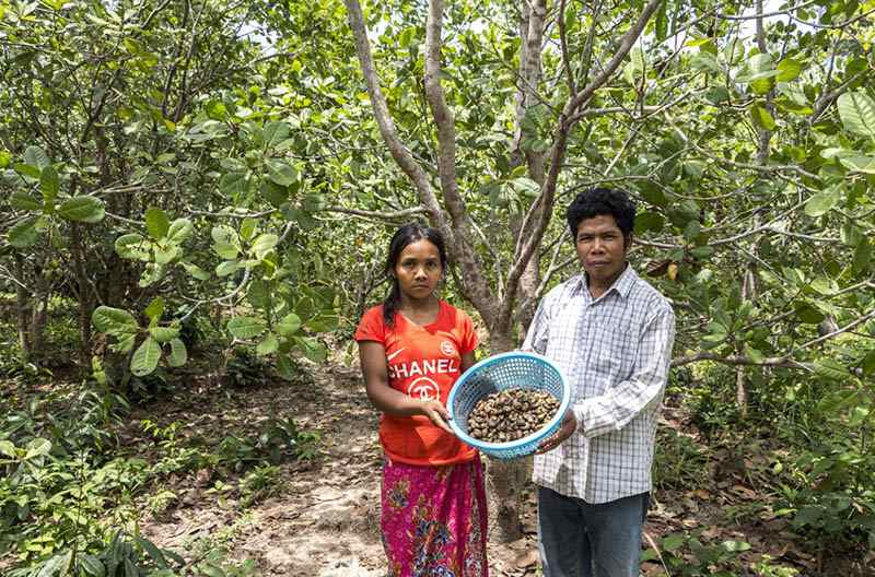 Der Bauer baut kambodschanische Cashewnüsse mit seinem eigenen Cashew-Obstgarten an
