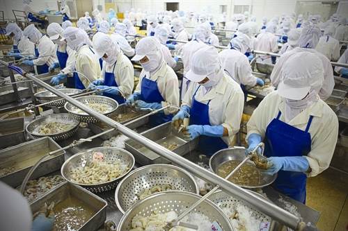 Nganh sản xuất tôm Việt Nam đang lãng phí một nguôn vỏ tôm lớn.