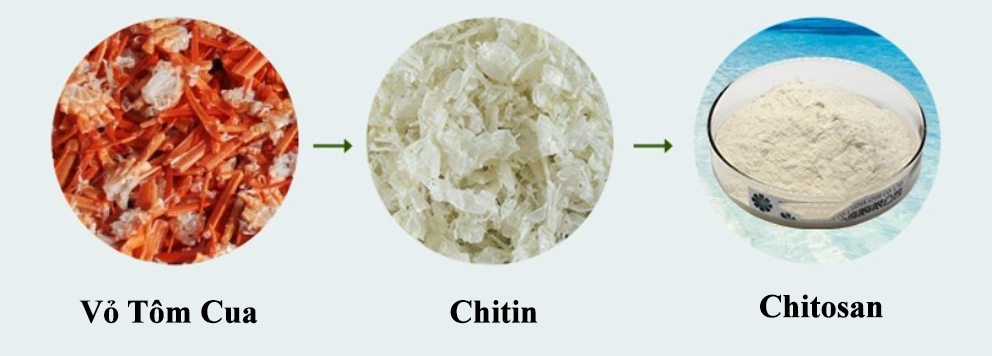 Chitosan là một dạng chế biến của chitin bằng cách xử lý Chitin của tôm và các loài giáp xác khác với một chất kiềm (ví dụ như: natri hydroxit)