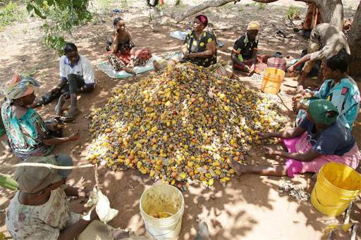Người dân Tanzania đang thu hoạch hạt điều thô