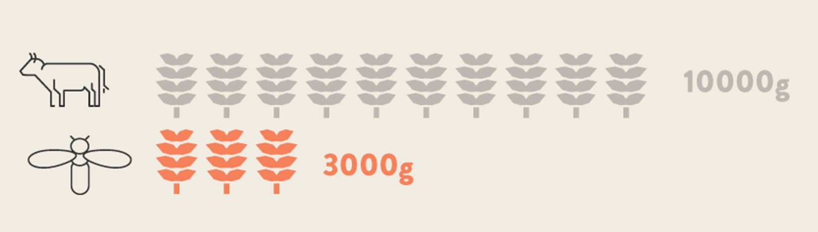 You will cost 10 kg of food to produce 1 kg of beef As for raising black soldier flies you only need 2-3 kg of food to make 1kg of protein powder from larvae RLD.