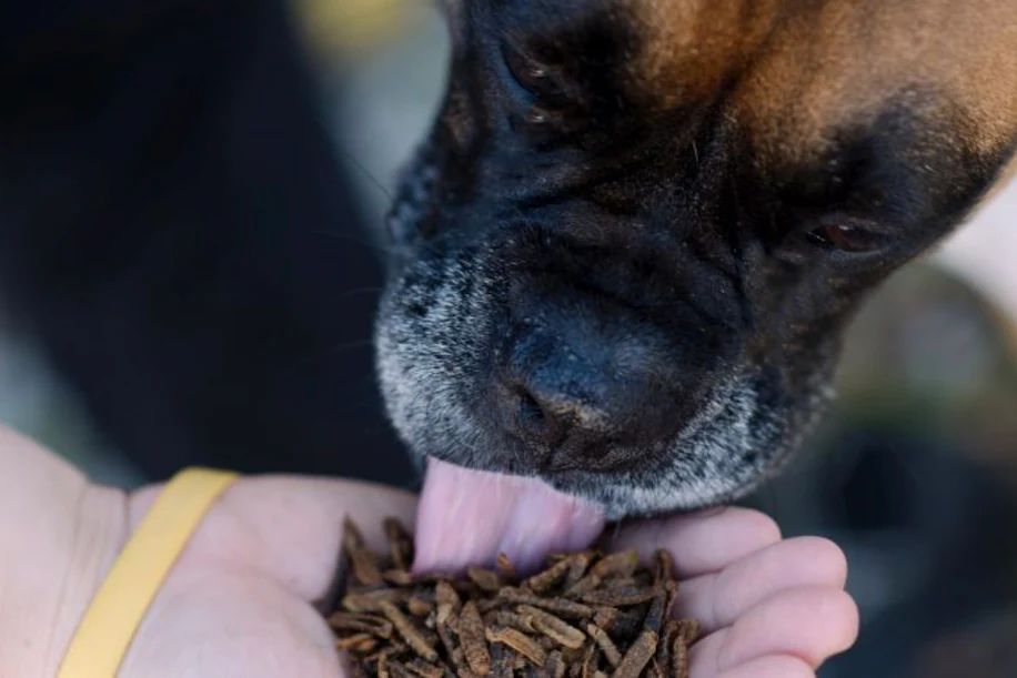 Dogs Are Feeded By Owners Sun-Dried Black Soldier Flies Larvae
