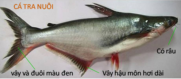 Một số đặc điểm nhận biết của cá tra nuôi