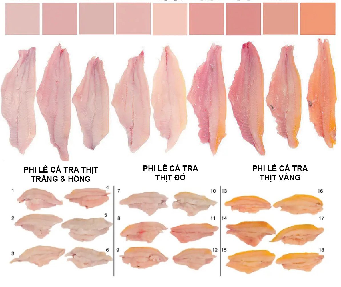 Pangasius Main ingredients include: white meat pangasius fillet, pink meat pangasius fillet, red meat pangasius fillet, yellow meat pangasius fillet.