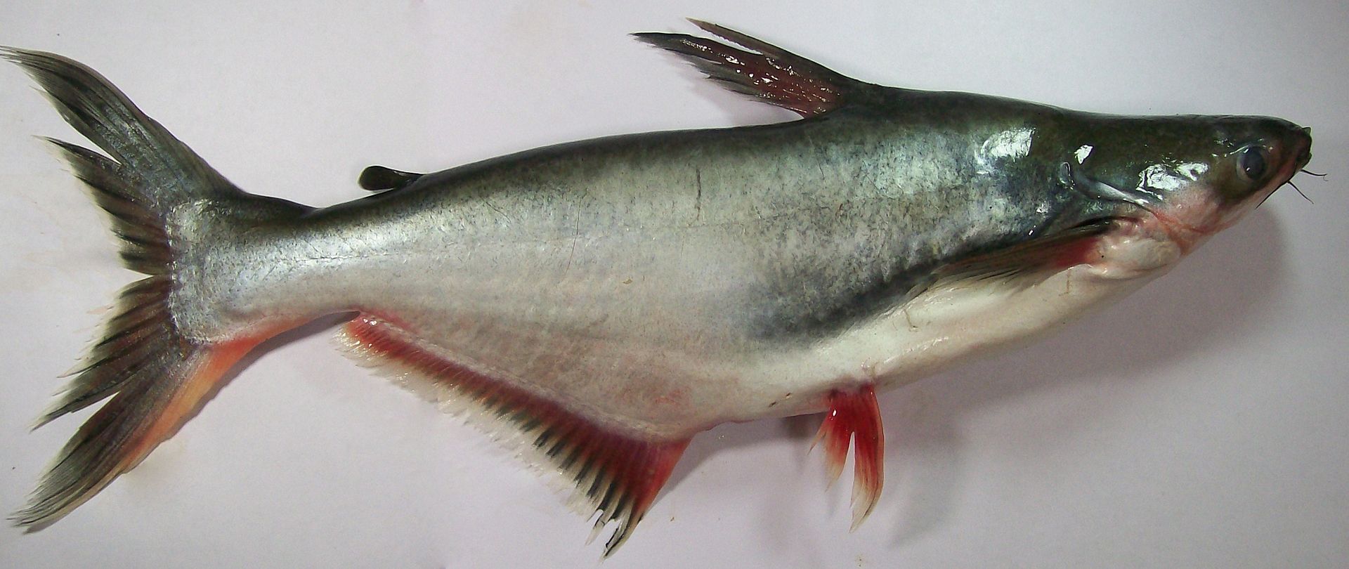 Tra Nuôi - Pangasius hypophthalmus là loại cá tra được nuôi thương mại nhiều nhất ở Việt Nam. 