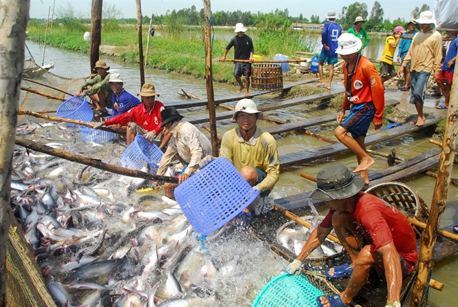 Bild eines Bauern, der Fische erntet - Kimmyfarm Vietnam 