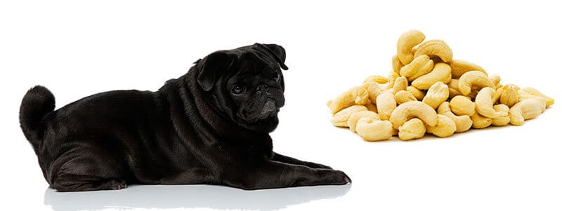 are cashew nuts bad for dogs