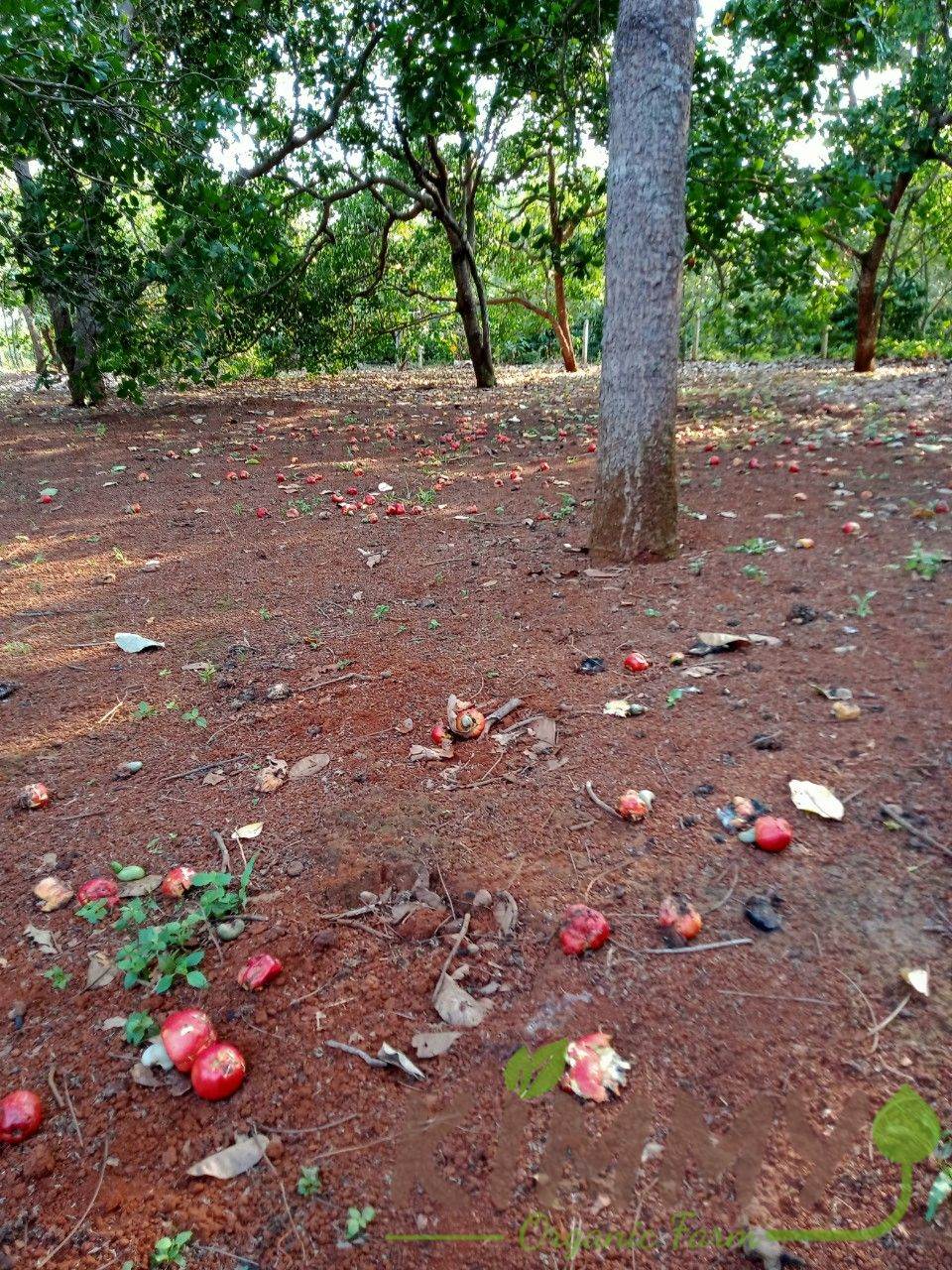 Sau khi trưởng thành cây điều tại Bình Phước Việt Nam bắt đầu đơm bông kết trái, thì năng suất trung bình đạt từ 2,8 - 3 tấn/ha/năm. Cây điều trưởng thành có thể cao tới 6-12 mét (20-40 feet)