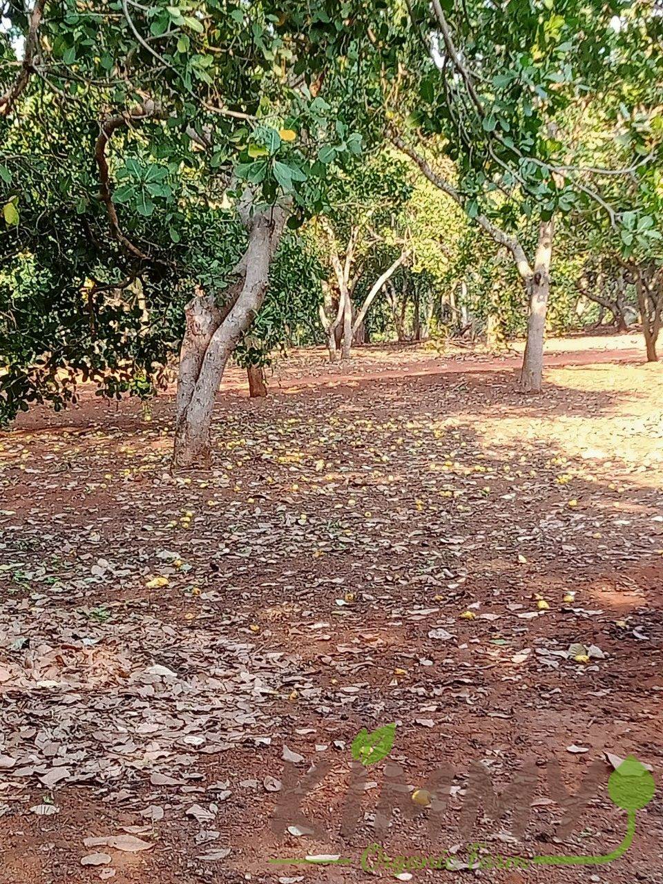 Cashewbäume leben in einer Umgebung mit einem Temperaturbereich von 10 - 40 C, der Anbau von Cashews ist sehr einfach.