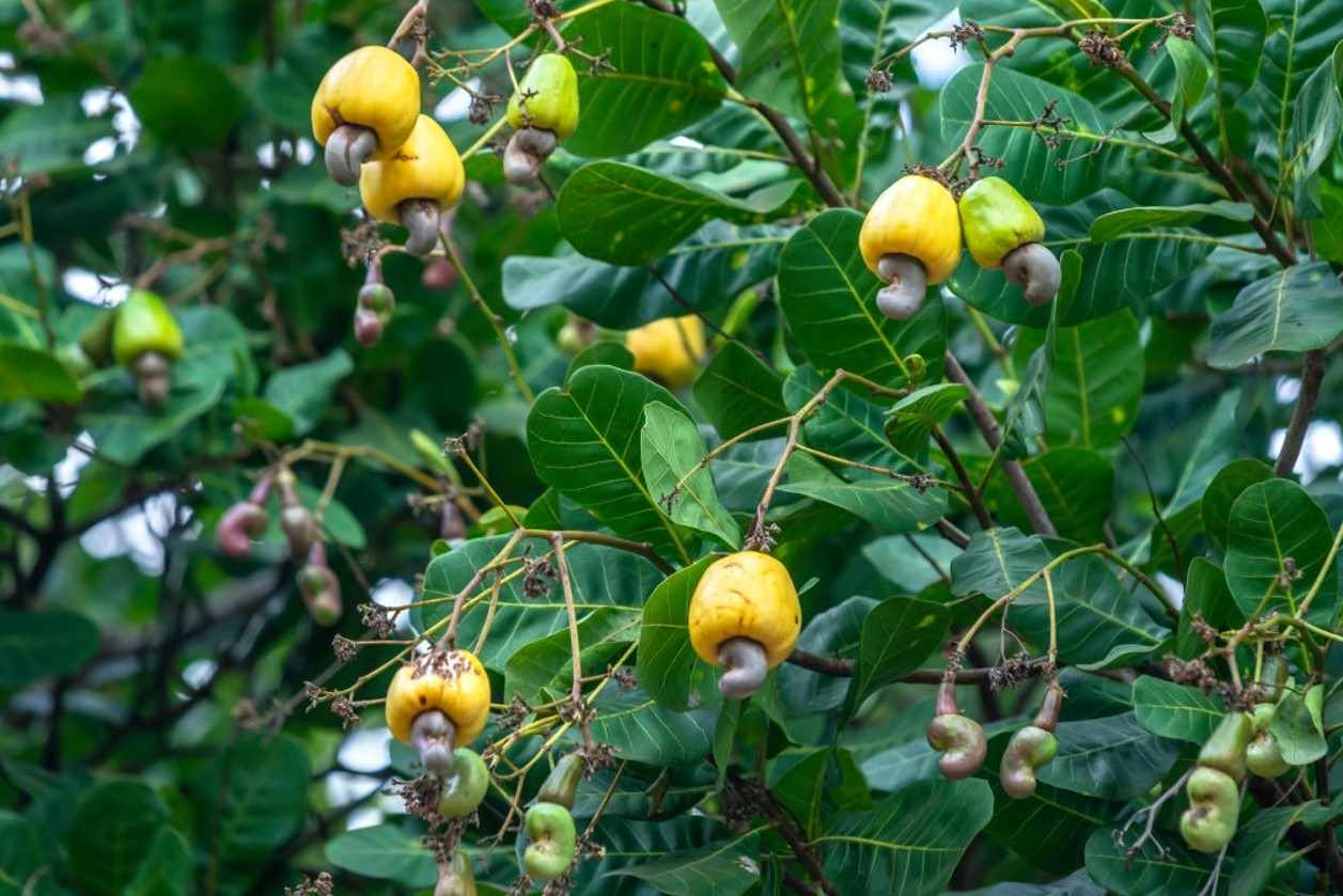 The Cashew tree can be up to 50 feet tall and produces up to 1,000 cashew apples. The Cashew Fruits are the apples of the cashew tree to which the raw cashew nut is attached.