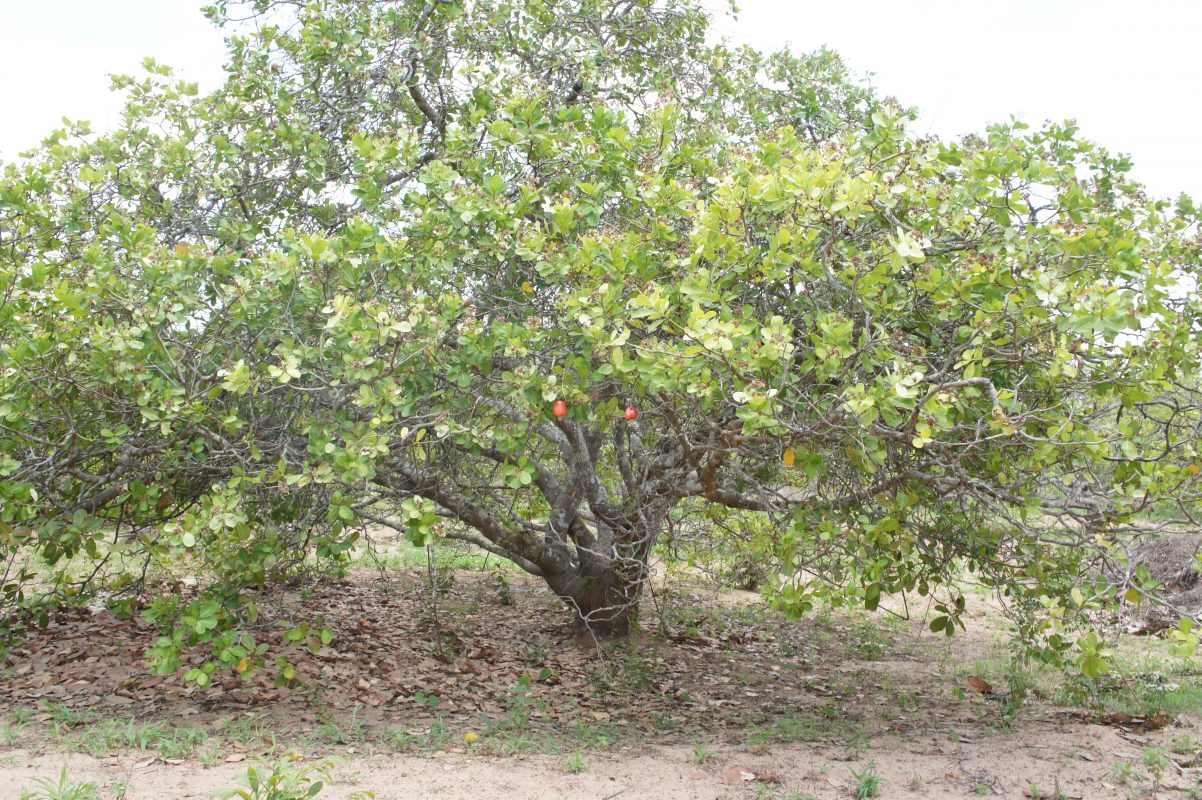 Der Cashewbaum (Anacardium Occidentale) ist in Brasilien beheimatet und wächst am besten in tropischen Klimazonen, einschließlich Vietnam.