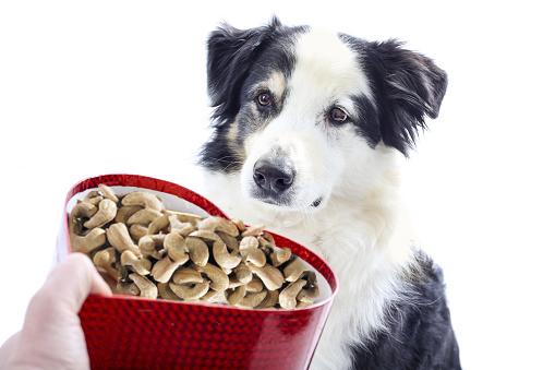 Cashewnüsse sind GUT für Ihren Hund.
