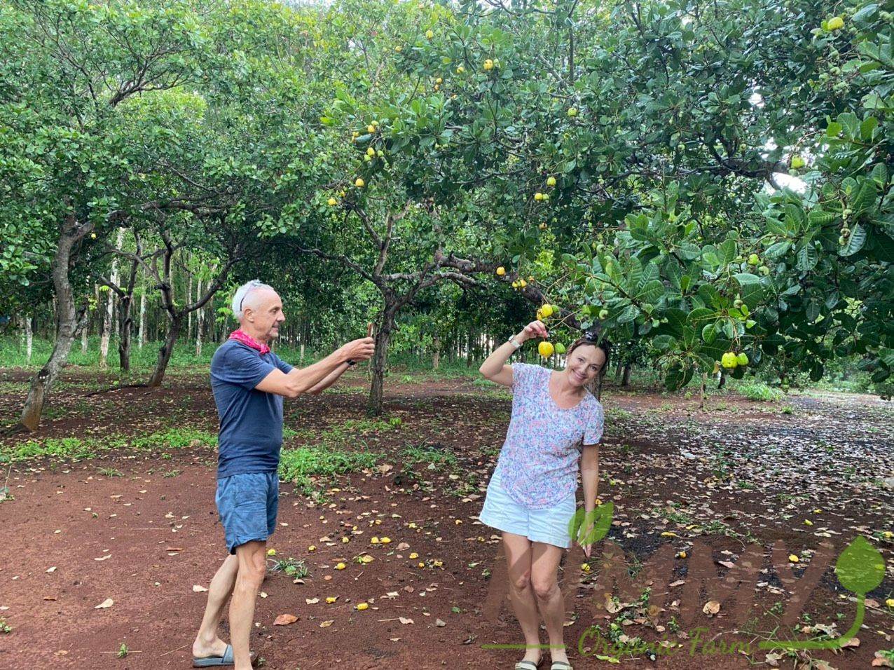 Cashew Farm in Bu Dang, Binh Phuoc Vietnam - Kimmy Farm - 1