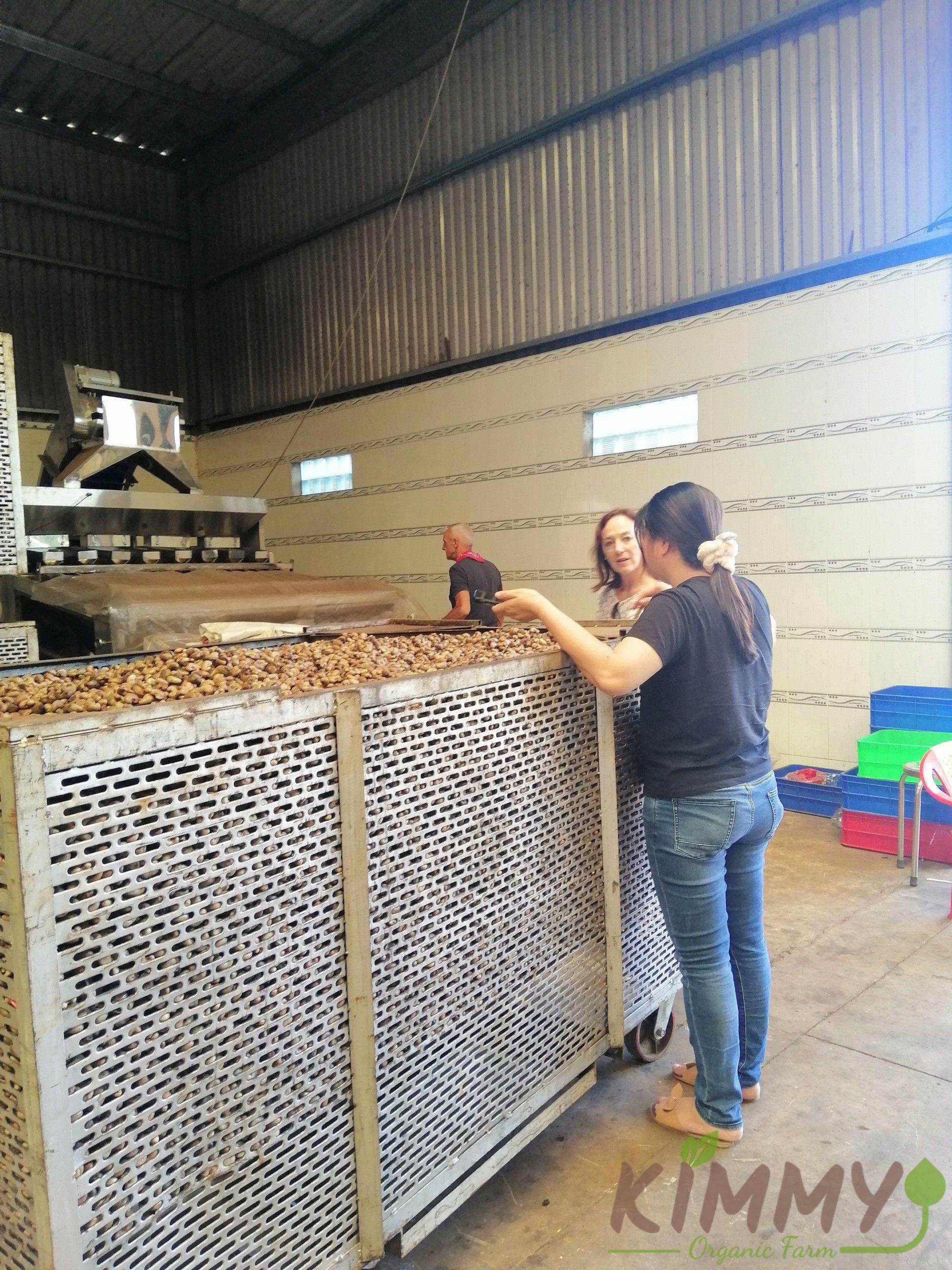 cashew nut processing machine - Kimmy Farm