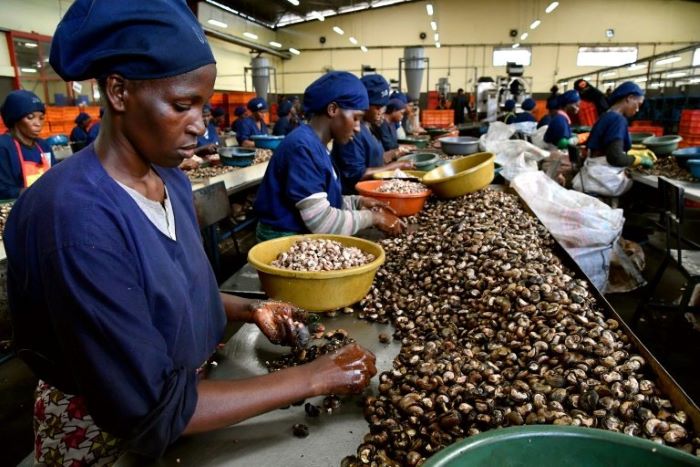 Die neuen Verarbeitungsanlagen für Cashewnüsse an der Elfenbeinküste werden die Rate der Verarbeitung von rohen Cashewnüssen zu heimischen Cashewnüssen von 25 % auf 30-40 % erhöhen, wodurch die Notwendigkeit des Exports von rohen Cashewnüssen mit geringem Wert verringert wird.