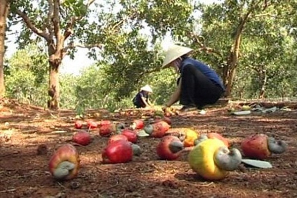 Vietnamese Worker Harvest cashew apples at Binh Phuoc Vietnam