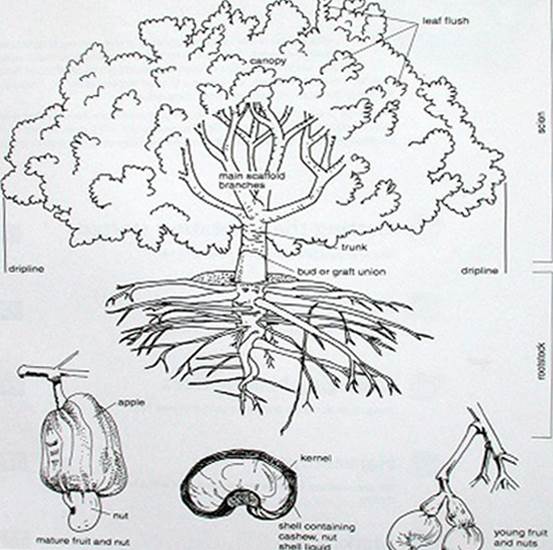 Der Cashewbaum ist ein Baum mit einer Lebensdauer von bis zu 40-50 Jahren, der Baum liefert normalerweise einen stabilen Ertrag in der Zeit von 10 bis 20 Jahren nach der Pflanzung.