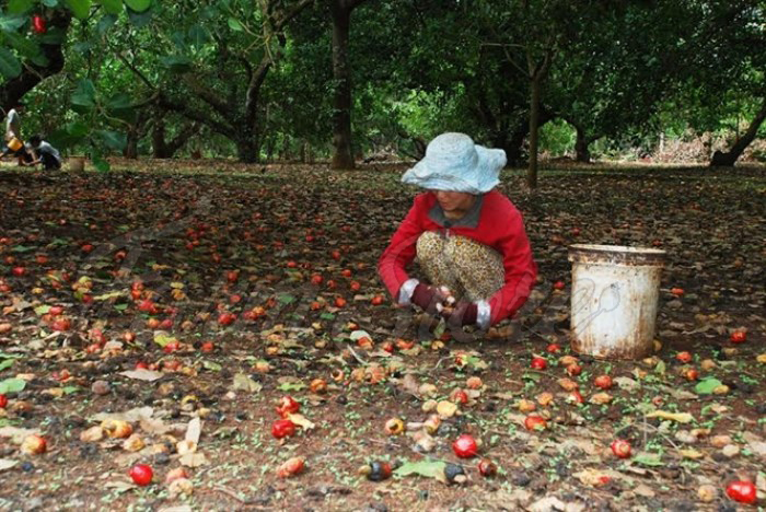 Der Bauer Binh Phuoc erntet Nüsse aus Cashewnüssen - Kimmy Farm Vietnam