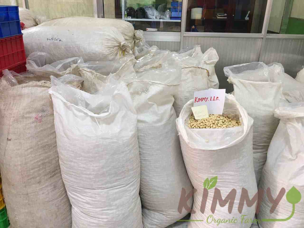 Vietnam W240 Cashew Nut White Whole Cashews High-Quality Ready For Export - Raw image of W240 From Our Cashew Factory!-6
