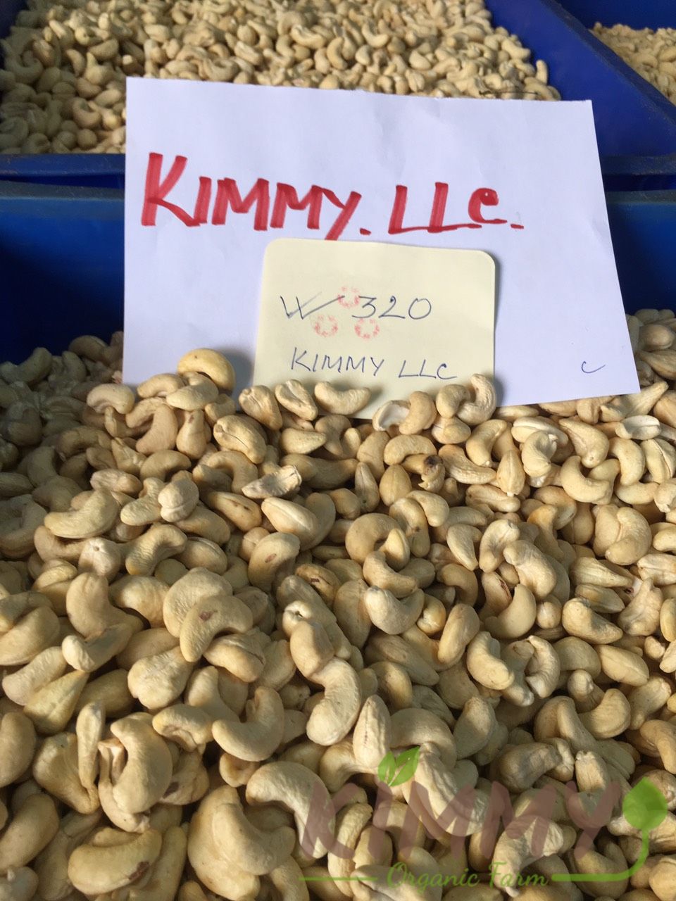 Vietnam W320 Cashew Nut White Whole Cashews High-Quality Ready For Export - Raw image of W320 From Our Cashew Factory!-12