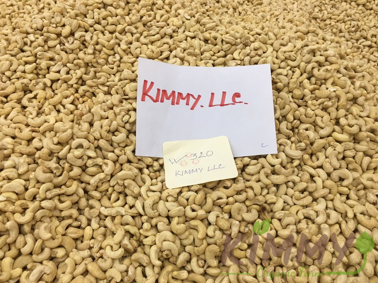 Vietnam W320 Cashew Nut White Whole Cashews High-Quality Ready For Export - Raw image of W320 From Our Cashew Factory!-13
