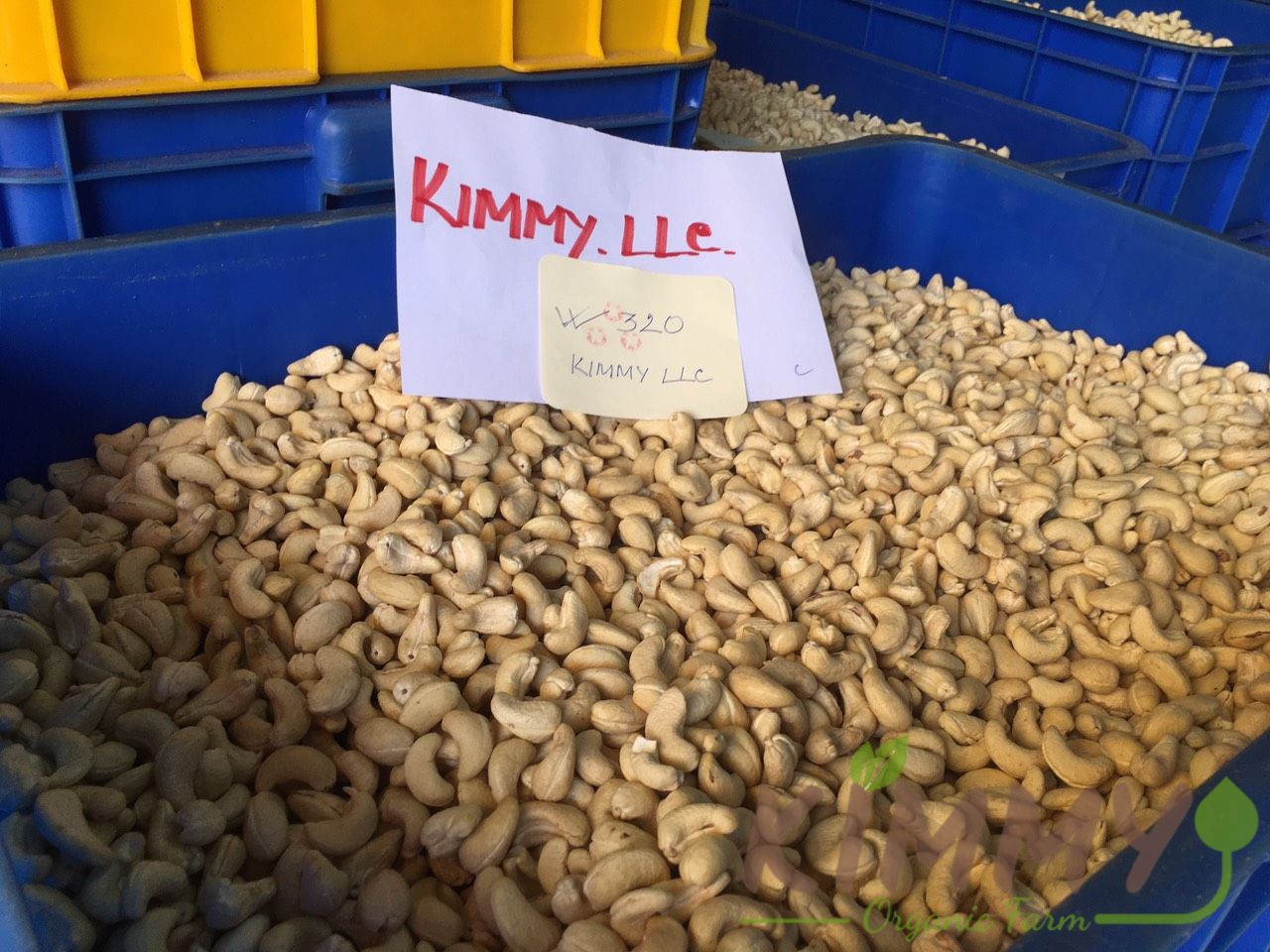 Vietnam W320 Cashew Nut White Whole Cashews High-Quality Ready For Export - Raw image of W320 From Our Cashew Factory!-14