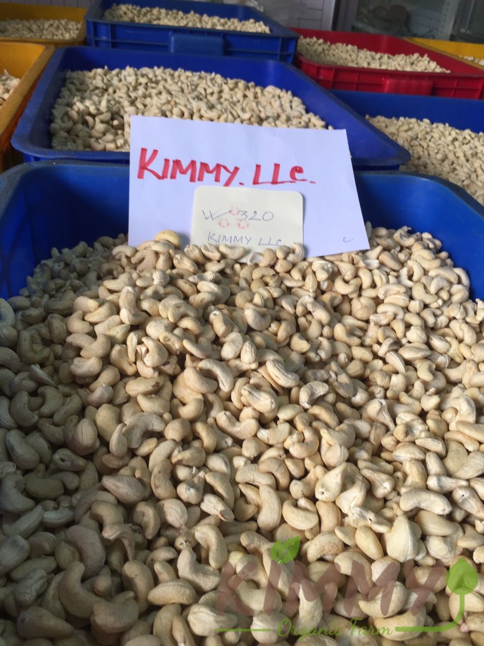 Vietnam W320 Cashew Nut White Whole Cashews High-Quality Ready For Export - Raw image of W320 From Our Cashew Factory!-15