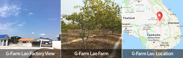 Công ty G Farm từ Hàn Quốc chi 6 triệu đô la Mỹ để xây dựng nhà máy chế biến hạt điều và vùng trồng điều tại Lào