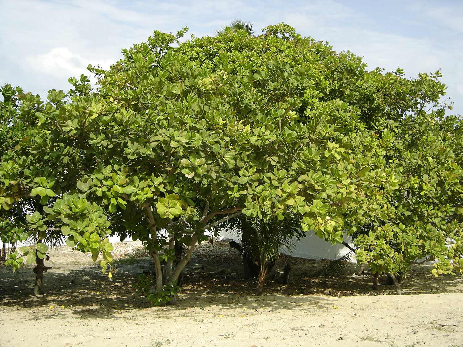 Ein ursprünglicher Cashew-Obstgarten in Tansania.