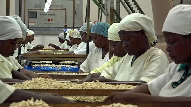 Arbeiter sortieren Cashewnüsse in einer Verarbeitungsfabrik für Cashewnüsse in der Elfenbeinküste.