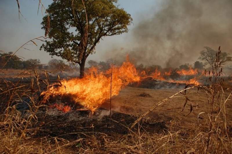 Nach vorläufigen Schätzungen hat das Feuer 5.000 Morgen Wald in 24 Distrikten in Ghana zerstört, von denen der größte Teil Cashewbaumwälder sind.