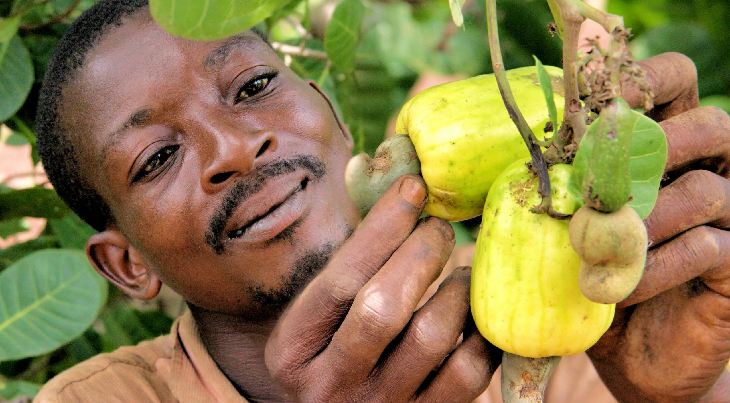 Thanh niên Ghana đang được chính phủ nước này khuyến khích tham gia vào việc trồng cây điều và sản xuất các sản phẩm từ cây điều.