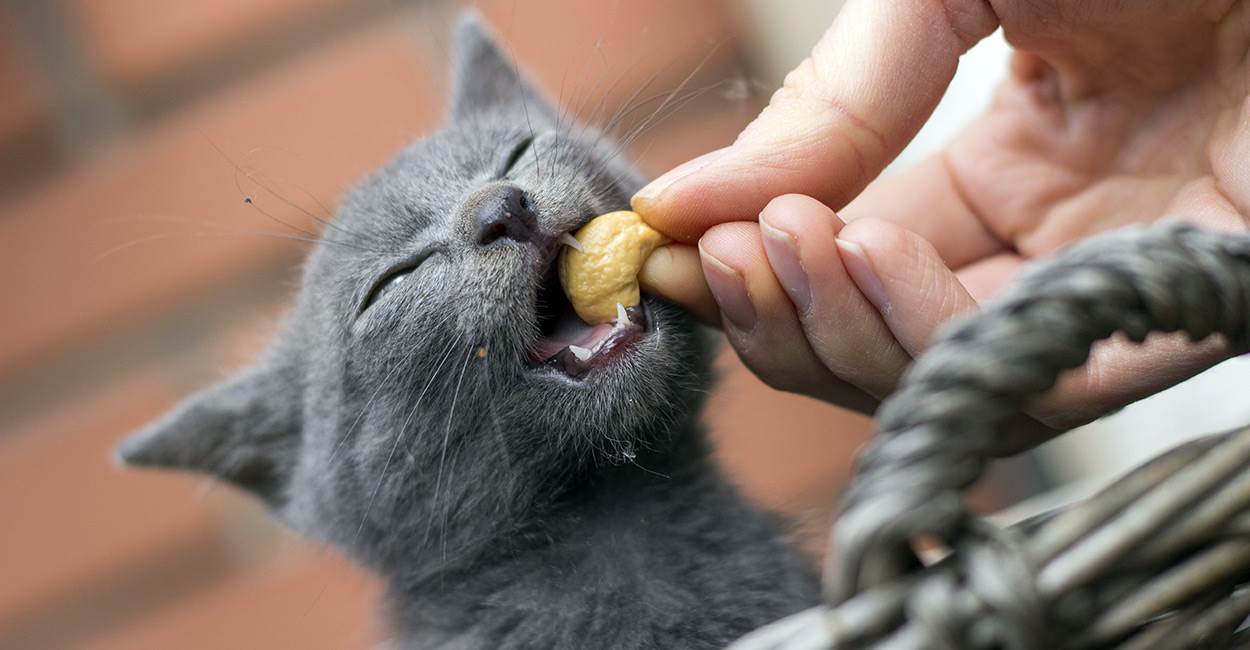Cat Eating Cashew nuts ans they loved them.