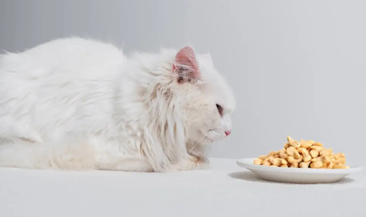 Hạt điều không gây hại cho mèo nhưng thực tế thì hạt điều chưa thật sự là loại thực phẩm mang lại nhiều giá trị dinh dưỡng cho mèo.