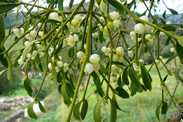 Cây tầm gửi là một loại thực vật có hoa, là một loại cây chuyên kí sinh trên các cây có thân lớn.