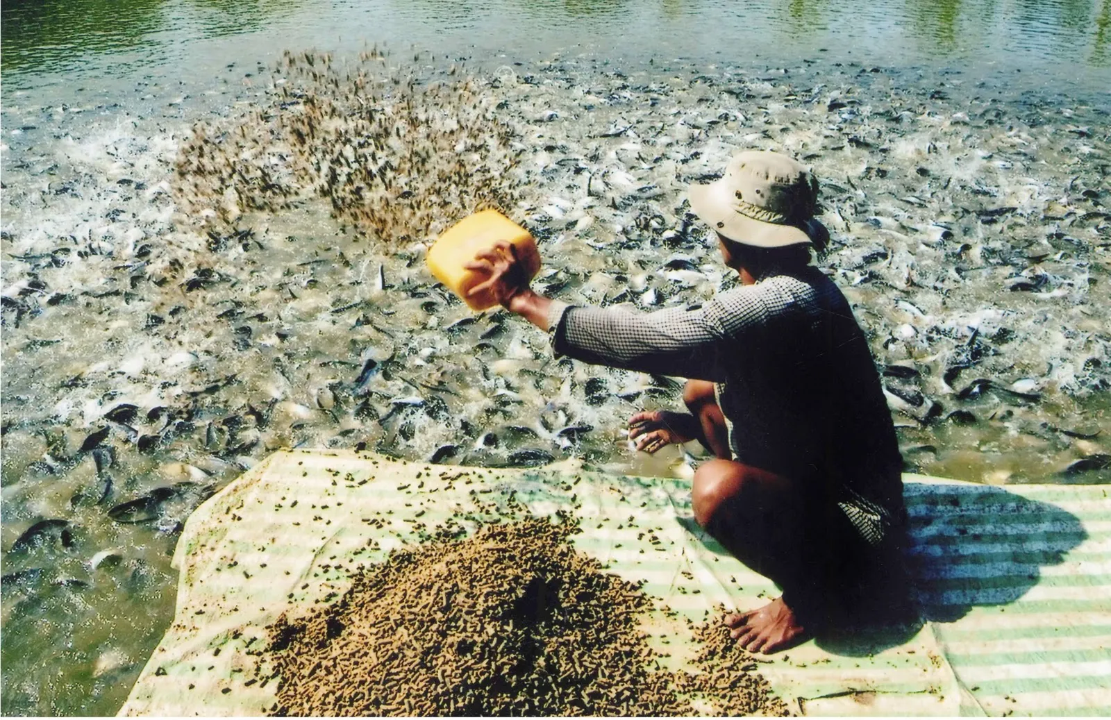 Foto eines Landwirts, der Fische füttert - Kimmyfarm Vietnam 