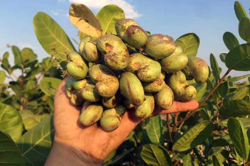 Cashewfruchtbild auf Cashewbaum - Kimmyfarm Vietnam 