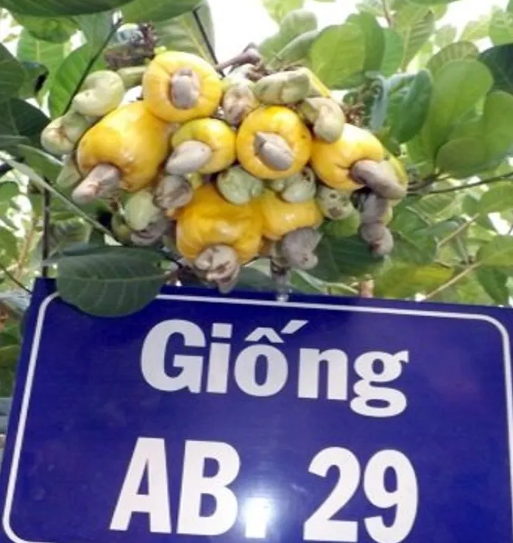 How long does it take for a cashew tree to bear fruit: 2 - 3 years