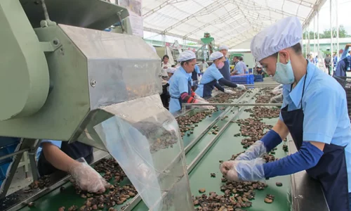 Vietnam Cashew Exporter Miss Target