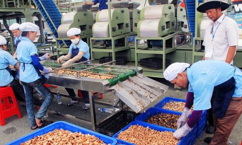 cashew nut factory cambodia