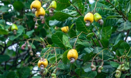 cashew-tree-orgin