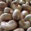Raw Cashew Nuts Tanzania